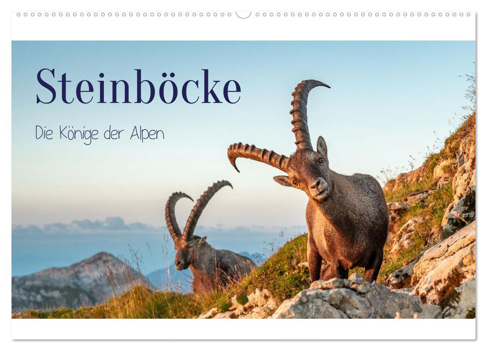 Steinböcke - Die Könige der Alpen (CALVENDO Wandkalender 2025)