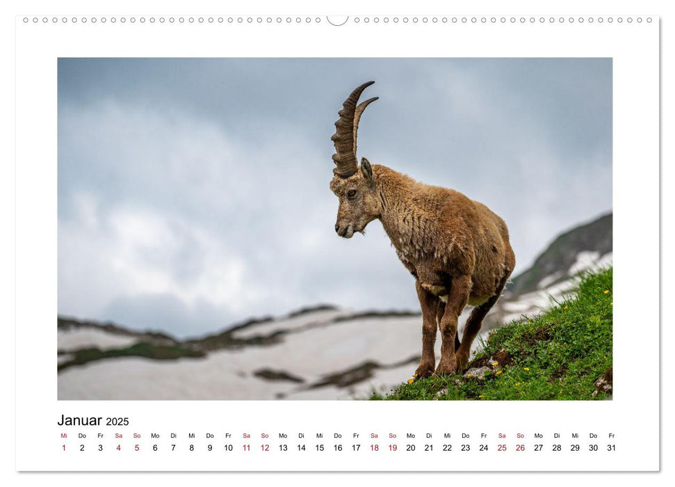 Steinböcke - Die Könige der Alpen (CALVENDO Wandkalender 2025)