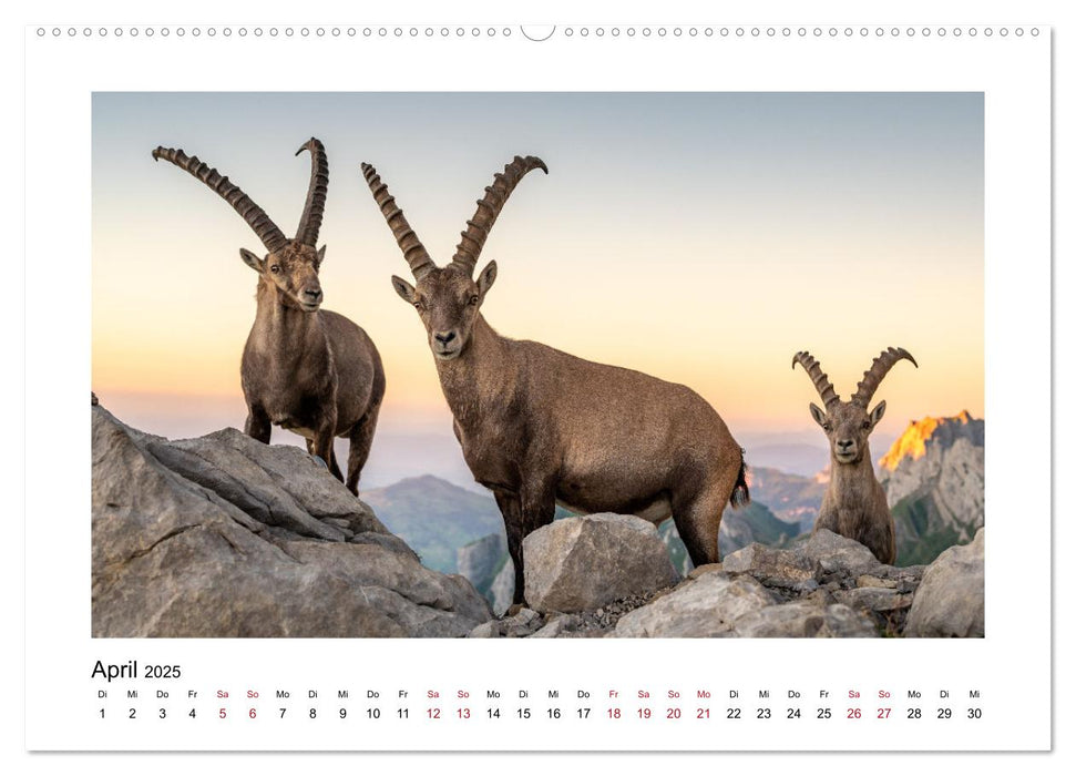 Steinböcke - Die Könige der Alpen (CALVENDO Premium Wandkalender 2025)