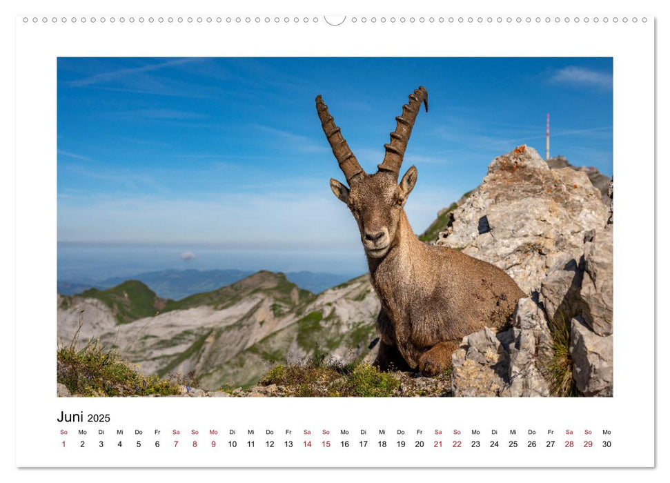 Steinböcke - Die Könige der Alpen (CALVENDO Premium Wandkalender 2025)