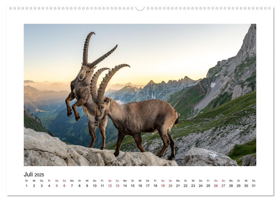 Steinböcke - Die Könige der Alpen (CALVENDO Premium Wandkalender 2025)