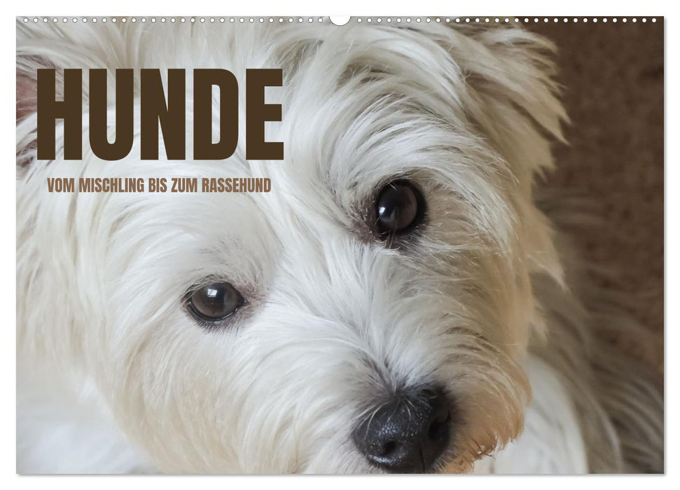 Hunde - vom Mischling bis zum Rassehund (CALVENDO Wandkalender 2025)