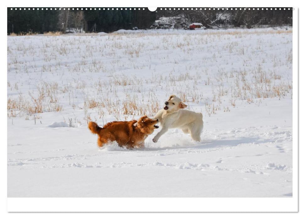 Hunde - vom Mischling bis zum Rassehund (CALVENDO Wandkalender 2025)