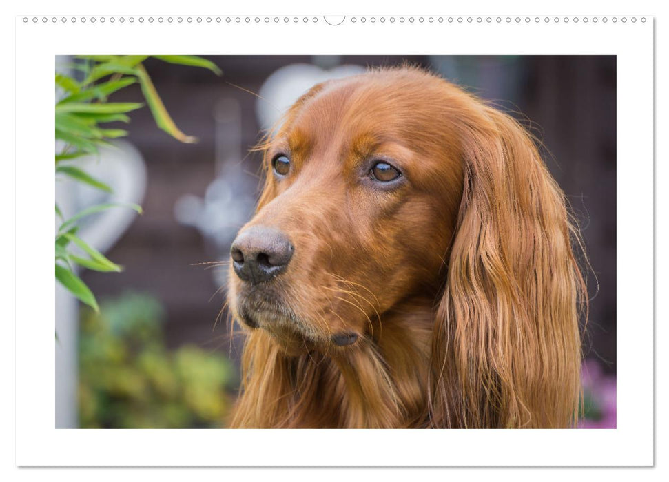 Hunde - vom Mischling bis zum Rassehund (CALVENDO Wandkalender 2025)