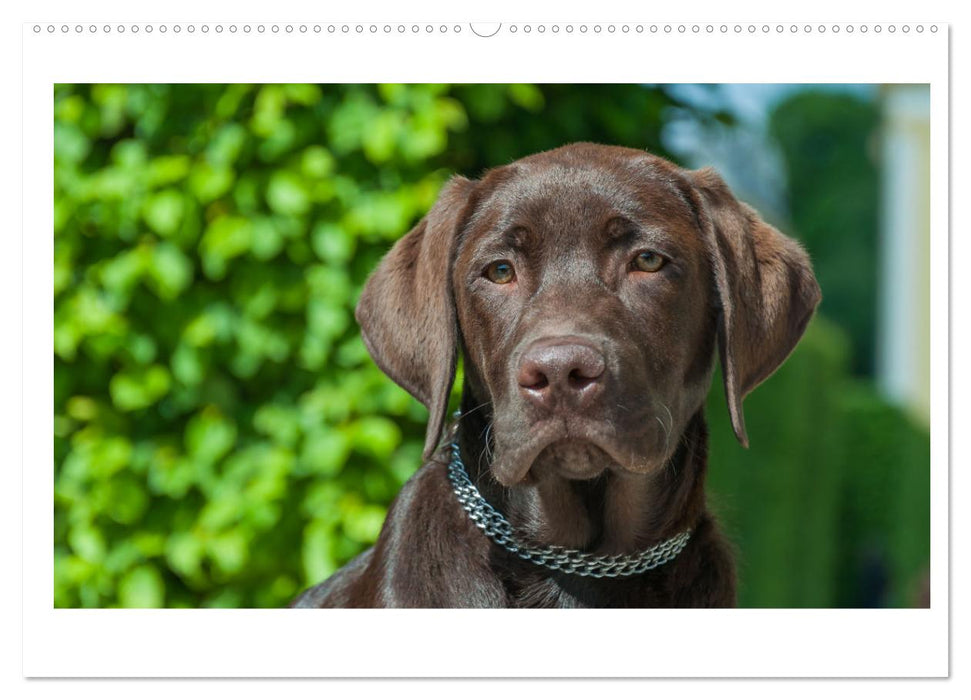 Hunde - vom Mischling bis zum Rassehund (CALVENDO Wandkalender 2025)