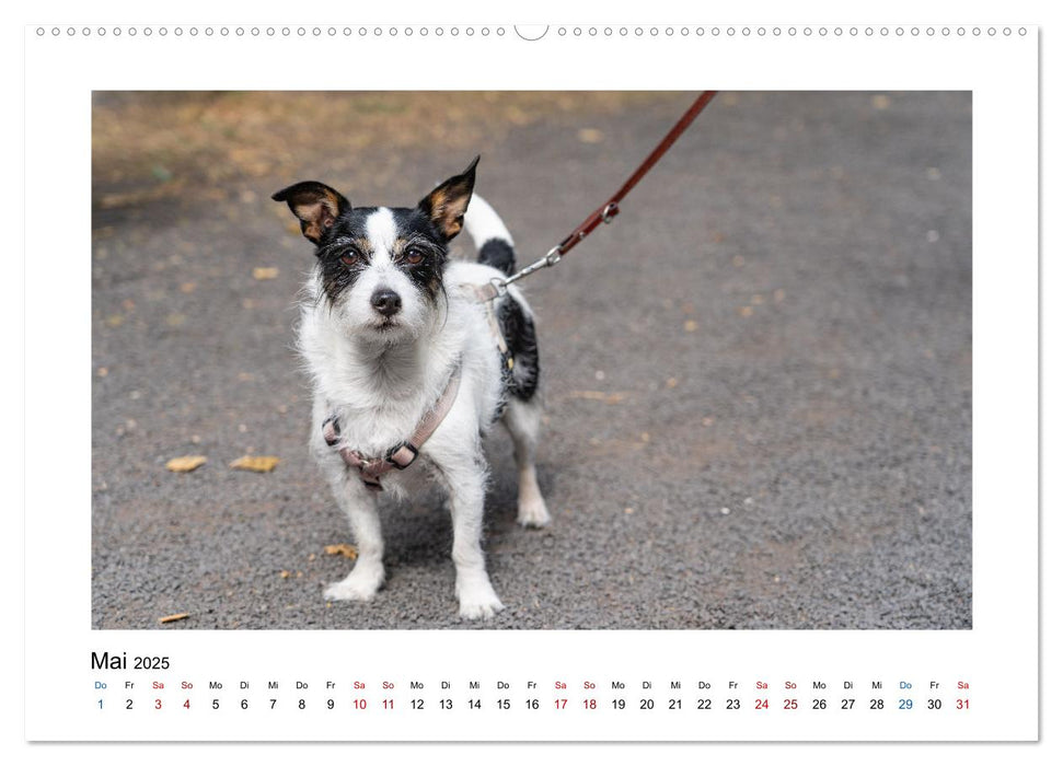 Hunde - vom Mischling bis zum Rassehund (CALVENDO Wandkalender 2025)