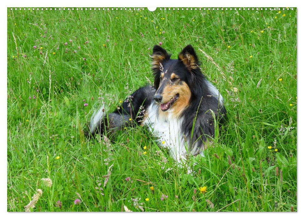 Hunde - vom Mischling bis zum Rassehund (CALVENDO Wandkalender 2025)