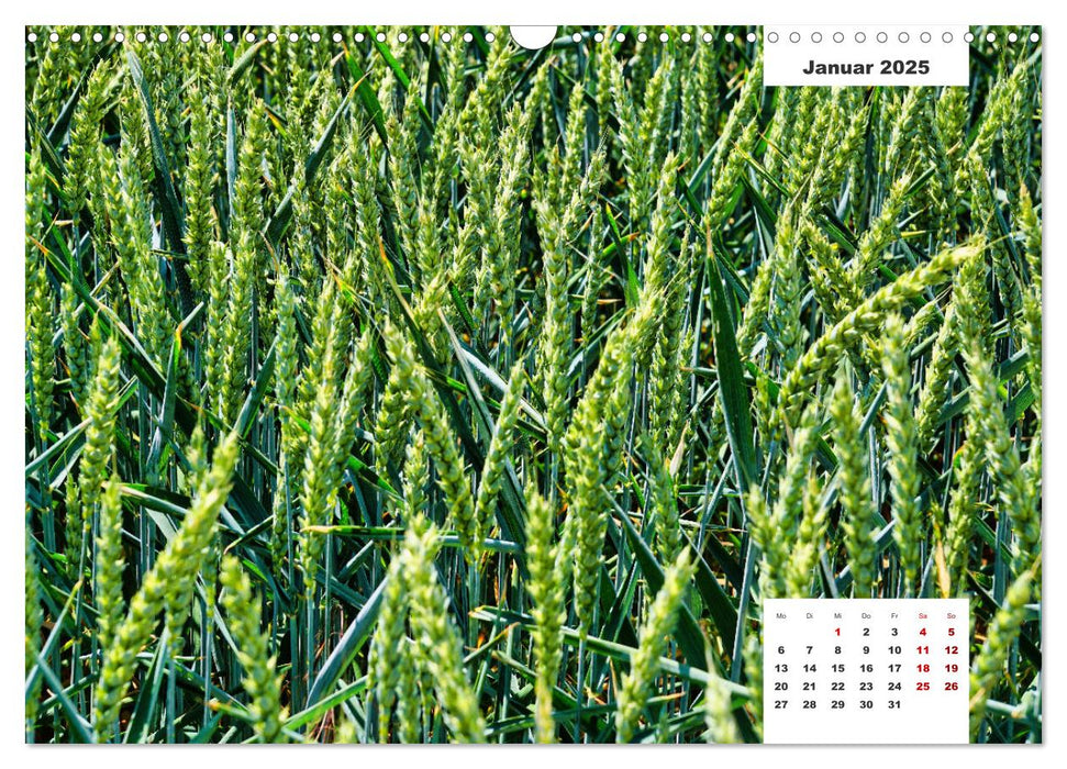 Getreide und Brot (CALVENDO Wandkalender 2025)