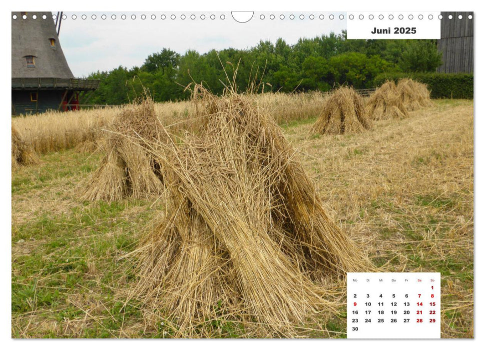 Getreide und Brot (CALVENDO Wandkalender 2025)