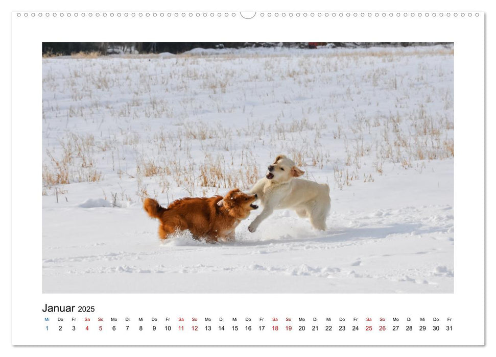 Hunde - vom Mischling bis zum Rassehund (CALVENDO Premium Wandkalender 2025)