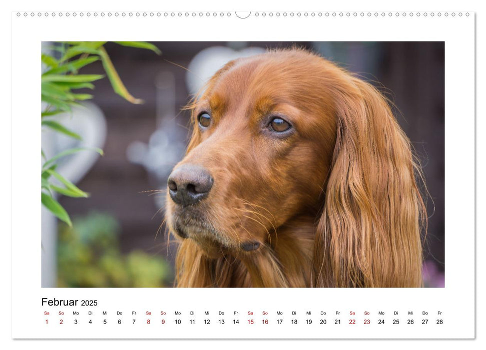 Hunde - vom Mischling bis zum Rassehund (CALVENDO Premium Wandkalender 2025)