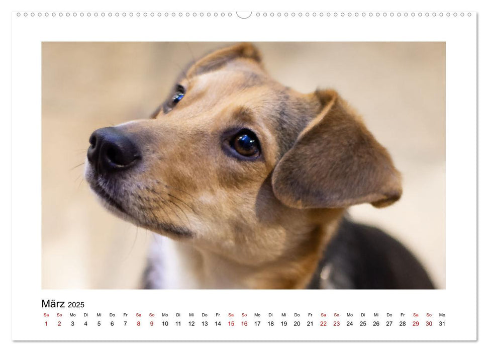 Hunde - vom Mischling bis zum Rassehund (CALVENDO Premium Wandkalender 2025)