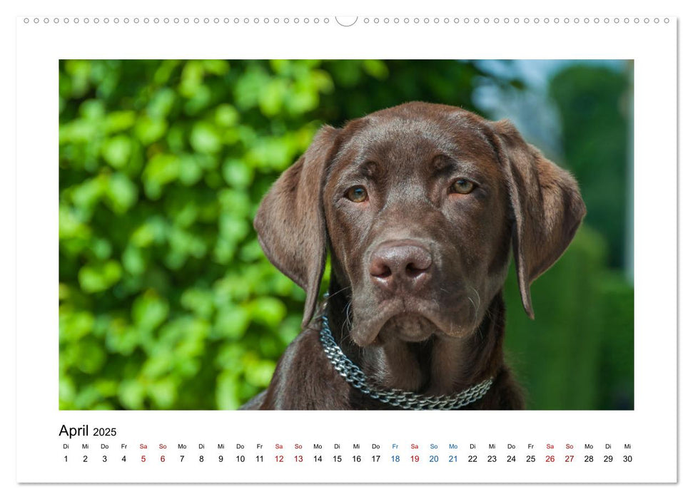 Hunde - vom Mischling bis zum Rassehund (CALVENDO Premium Wandkalender 2025)