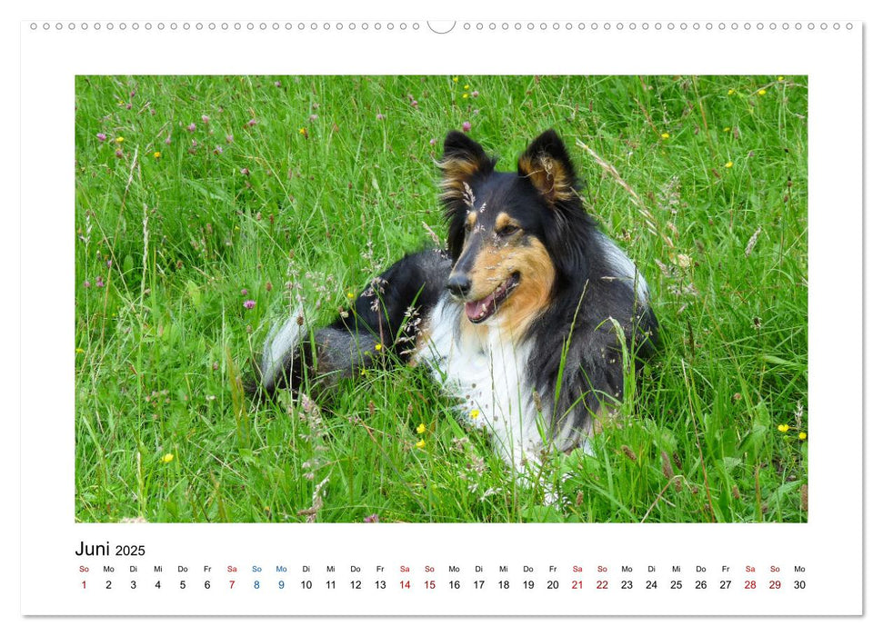 Hunde - vom Mischling bis zum Rassehund (CALVENDO Premium Wandkalender 2025)