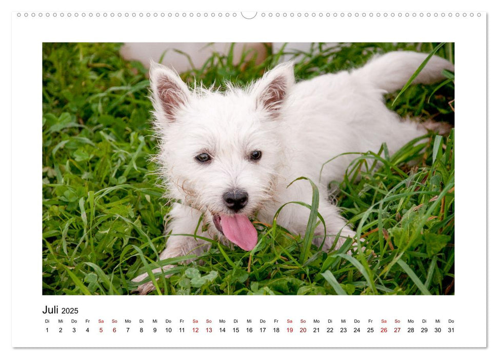 Hunde - vom Mischling bis zum Rassehund (CALVENDO Premium Wandkalender 2025)