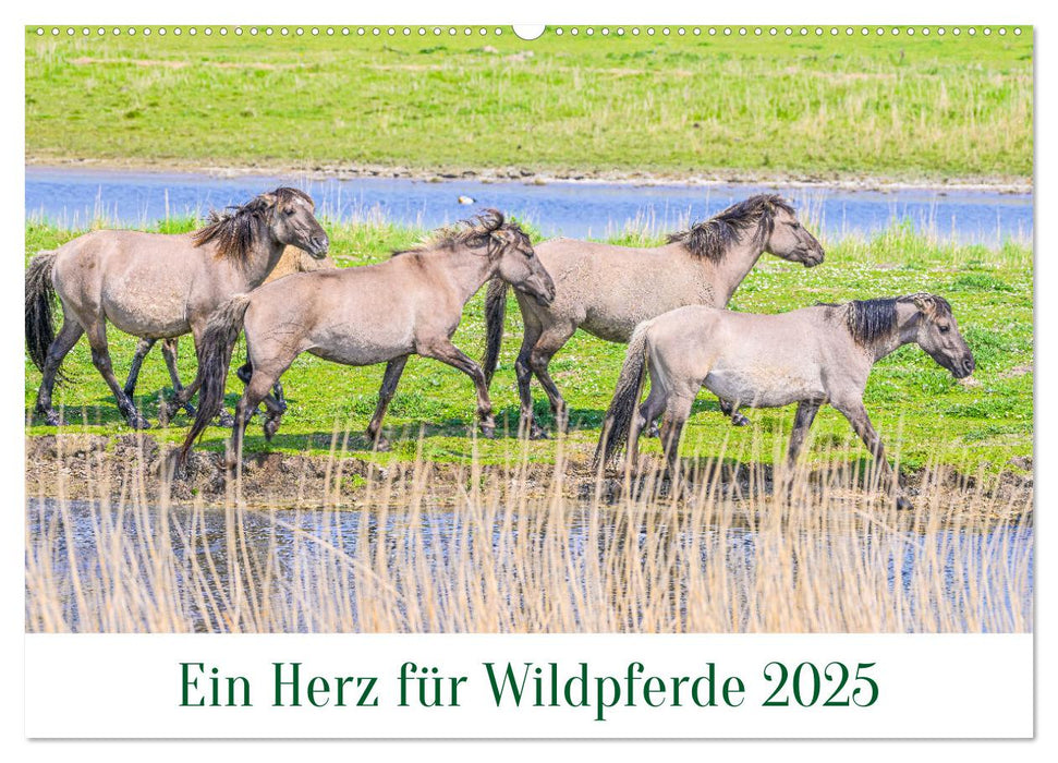 Ein Herz für Wildpferde (CALVENDO Wandkalender 2025)