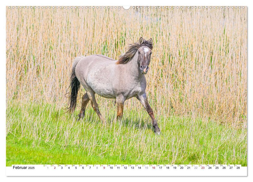 Ein Herz für Wildpferde (CALVENDO Wandkalender 2025)