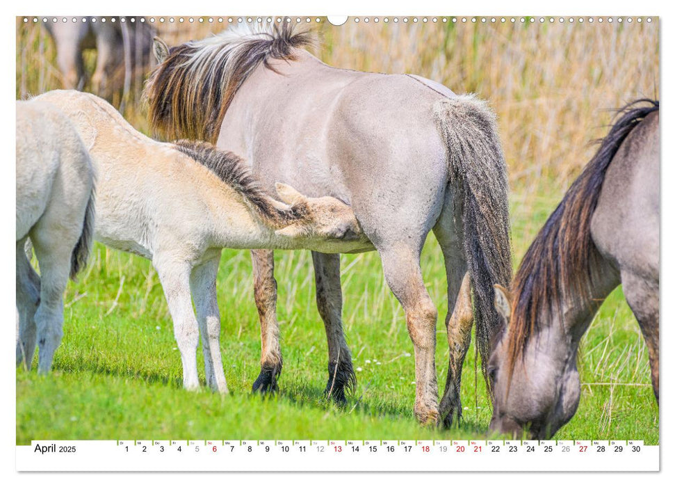 Ein Herz für Wildpferde (CALVENDO Wandkalender 2025)