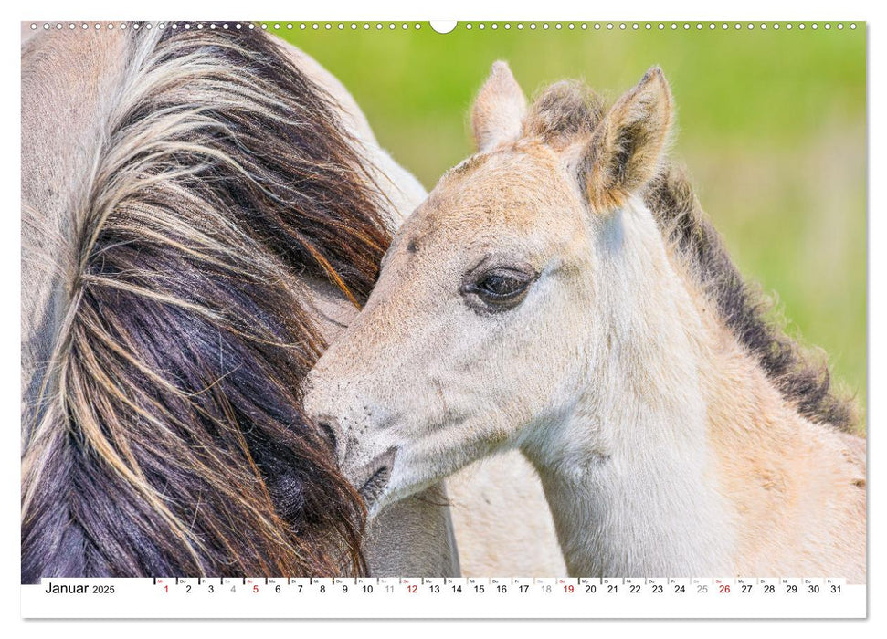 Ein Herz für Wildpferde (CALVENDO Premium Wandkalender 2025)