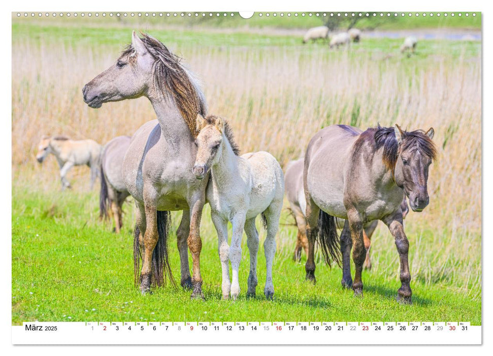 Ein Herz für Wildpferde (CALVENDO Premium Wandkalender 2025)