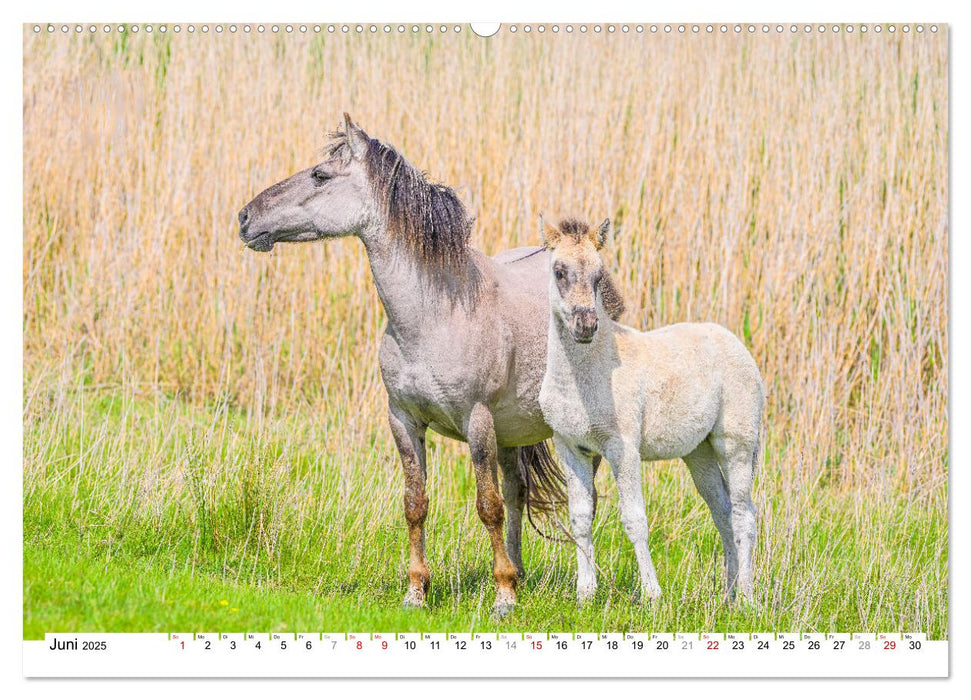 Ein Herz für Wildpferde (CALVENDO Premium Wandkalender 2025)