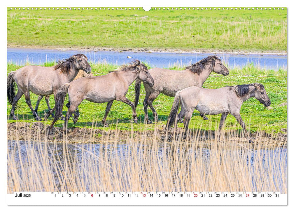 Ein Herz für Wildpferde (CALVENDO Premium Wandkalender 2025)