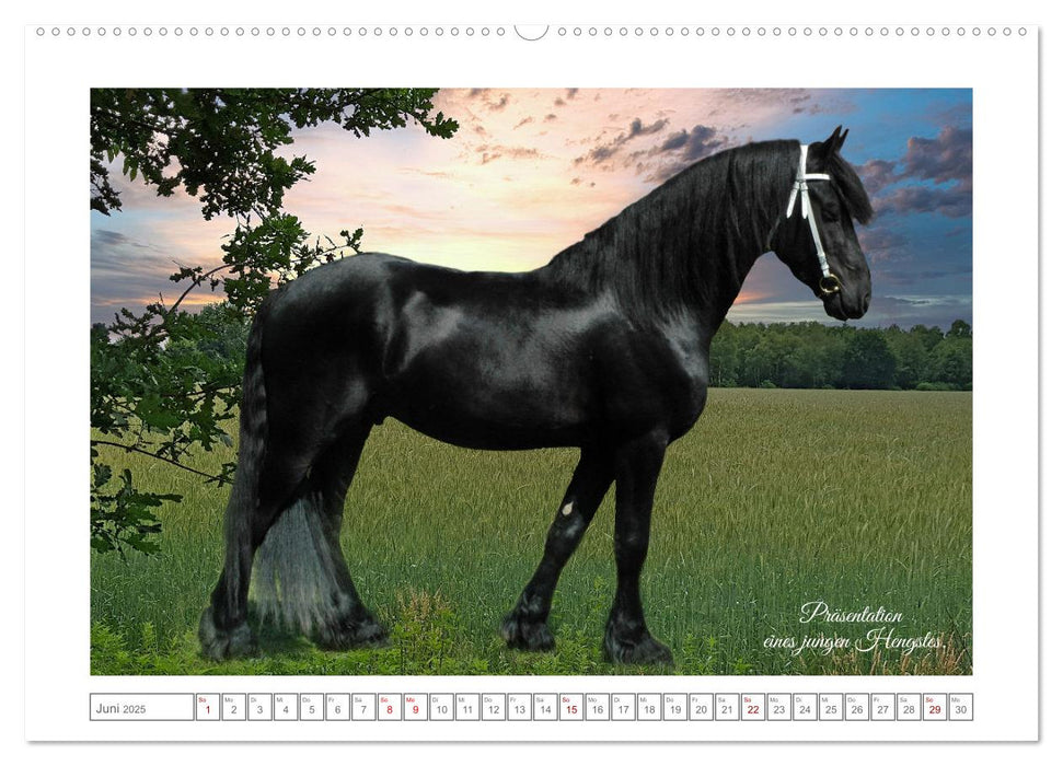 Friesen - elegant und kraftvoll (CALVENDO Premium Wandkalender 2025)