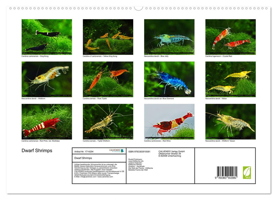 Dwarf Shrimps (CALVENDO Premium Wandkalender 2025)