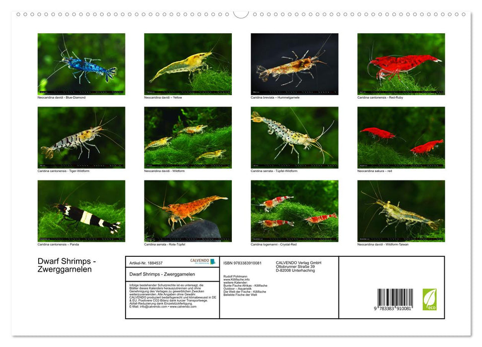 Dwarf Shrimps - Zwerggarnelen (CALVENDO Premium Wandkalender 2025)