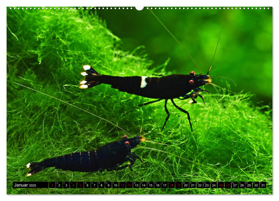 Dwarf Shrimps (CALVENDO Premium Wandkalender 2025)