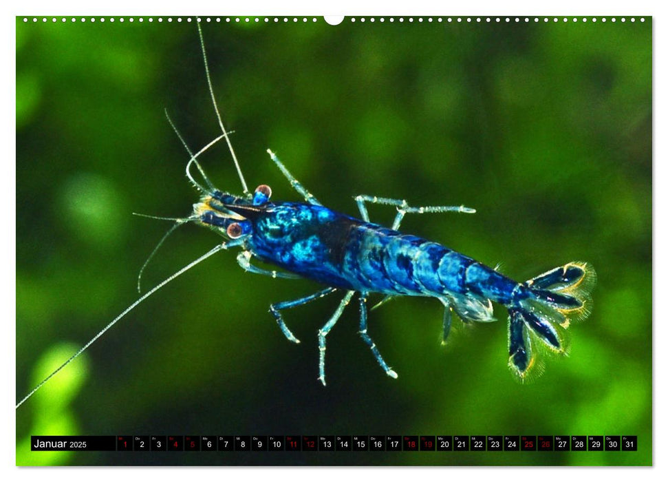 Dwarf Shrimps - Zwerggarnelen (CALVENDO Premium Wandkalender 2025)