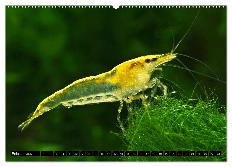 Dwarf Shrimps - Zwerggarnelen (CALVENDO Premium Wandkalender 2025)