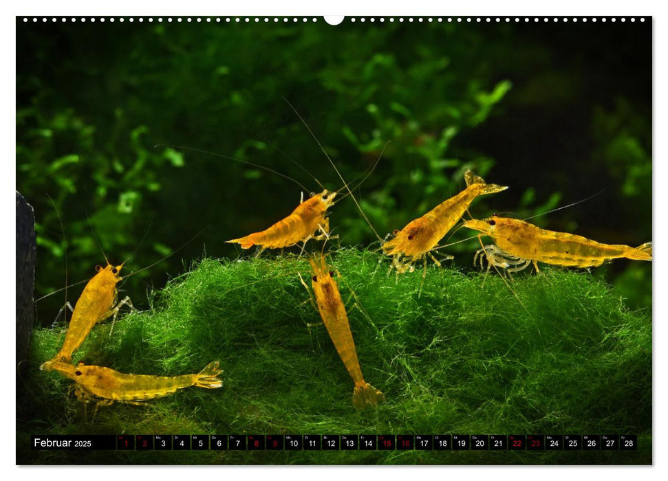 Dwarf Shrimps (CALVENDO Premium Wandkalender 2025)