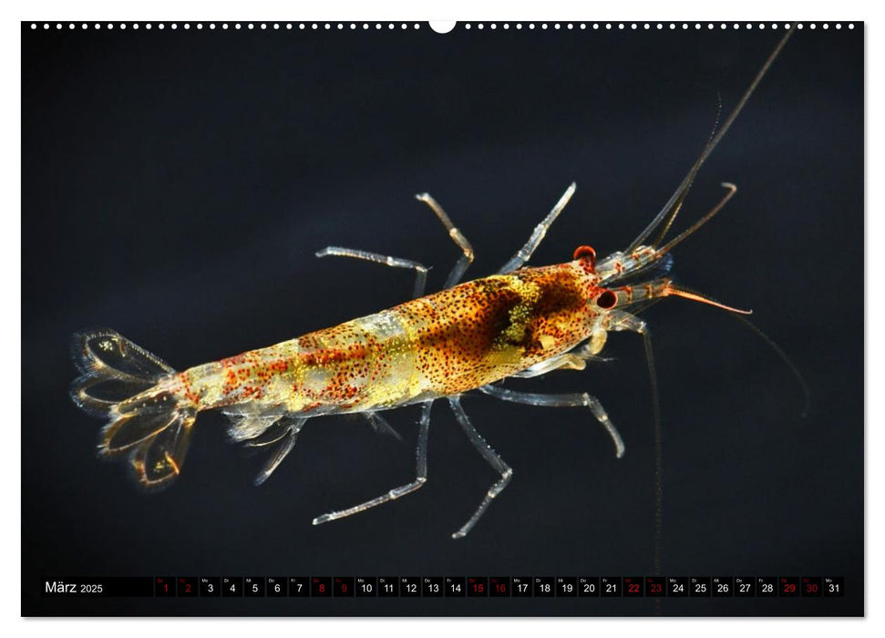 Dwarf Shrimps - Zwerggarnelen (CALVENDO Premium Wandkalender 2025)