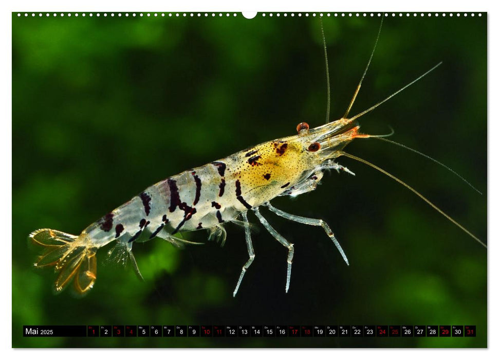 Dwarf Shrimps - Zwerggarnelen (CALVENDO Premium Wandkalender 2025)