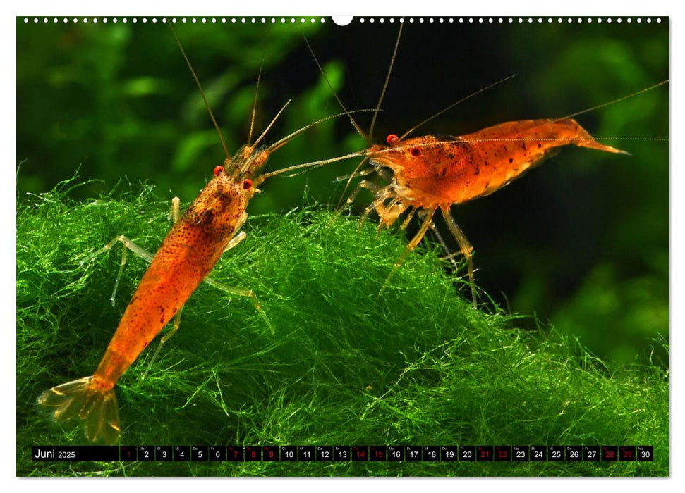 Dwarf Shrimps (CALVENDO Premium Wandkalender 2025)