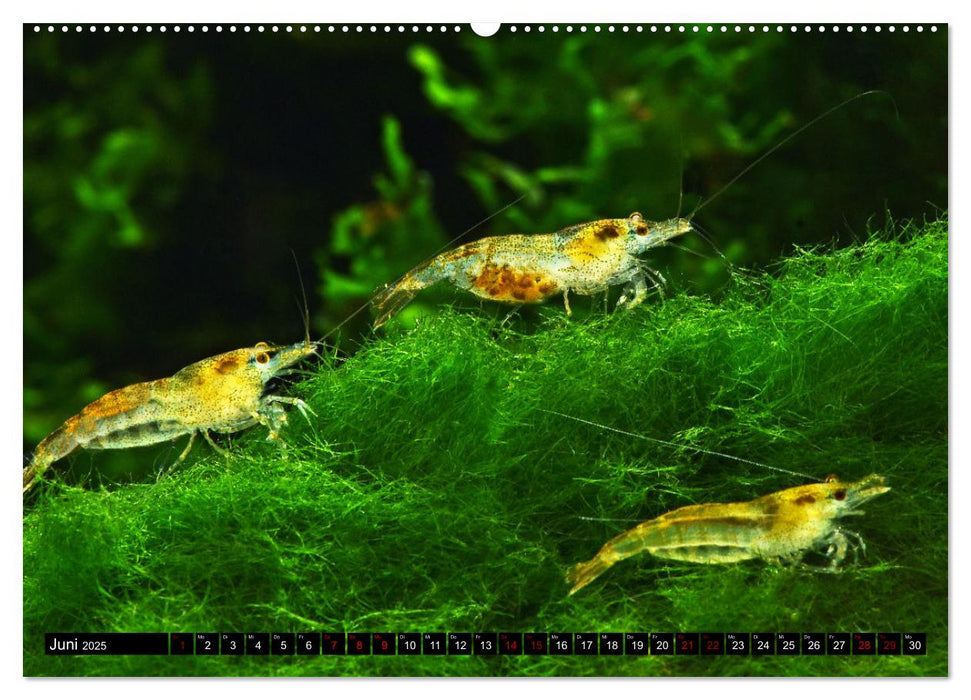 Dwarf Shrimps - Zwerggarnelen (CALVENDO Premium Wandkalender 2025)