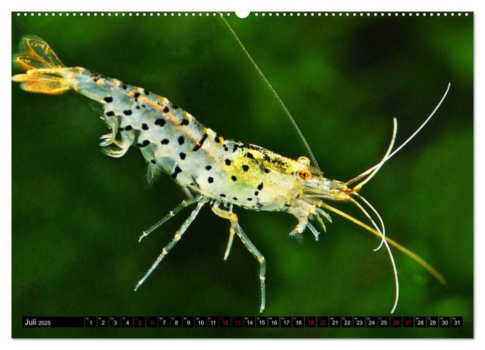 Dwarf Shrimps - Zwerggarnelen (CALVENDO Premium Wandkalender 2025)