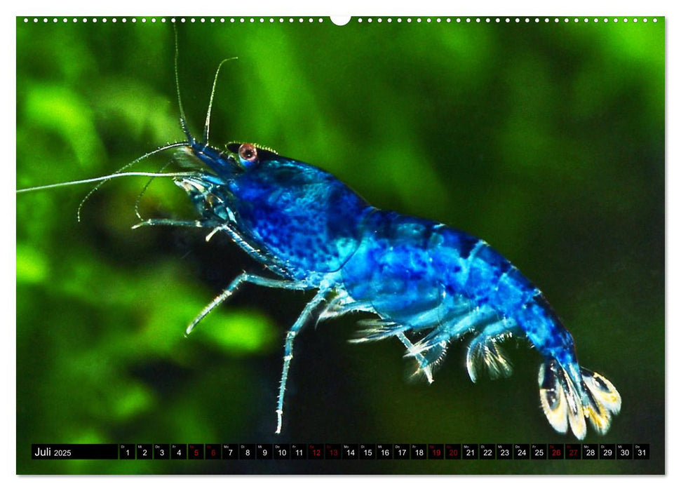 Dwarf Shrimps (CALVENDO Premium Wandkalender 2025)