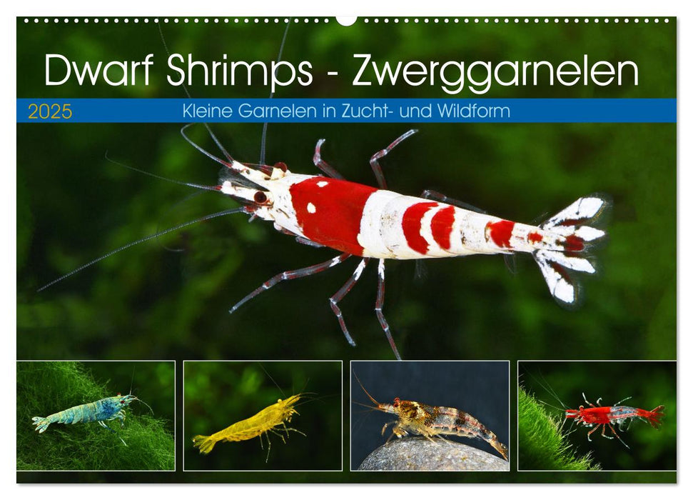 Dwarf Shrimps - Zwerggarnelen (CALVENDO Wandkalender 2025)