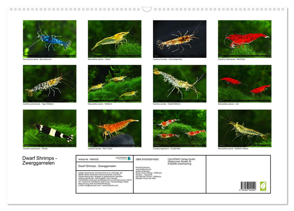 Dwarf Shrimps - Zwerggarnelen (CALVENDO Wandkalender 2025)