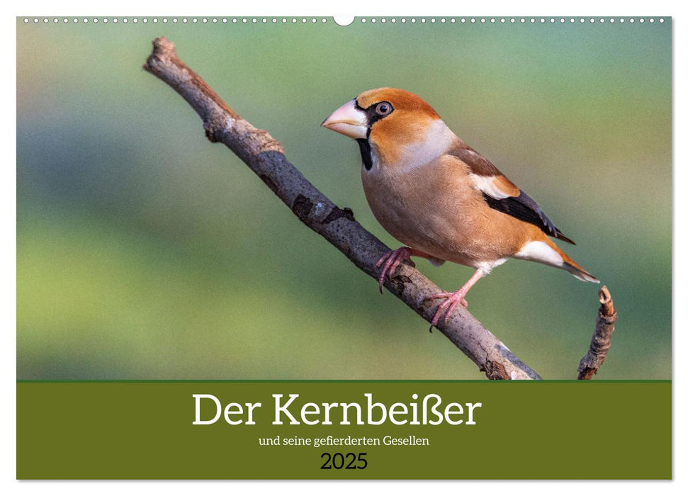 Der Kernbeißer und seine gefiederten Gesellen (CALVENDO Wandkalender 2025)