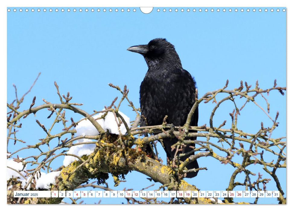 Heimische Vögel - Im Wald, im Garten und auf der Wiese (CALVENDO Wandkalender 2025)