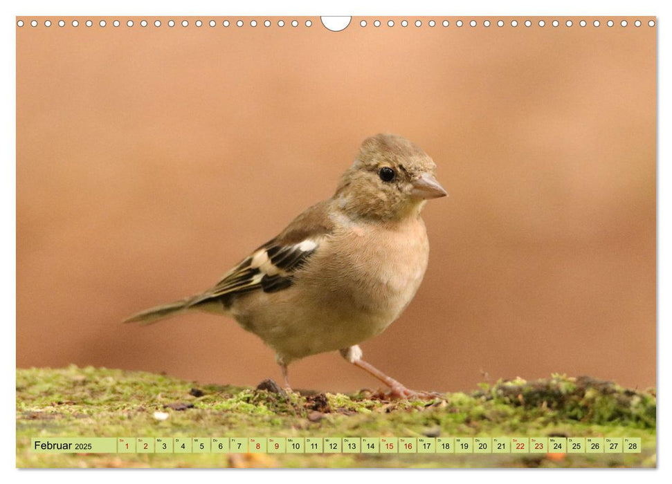 Heimische Vögel - Im Wald, im Garten und auf der Wiese (CALVENDO Wandkalender 2025)