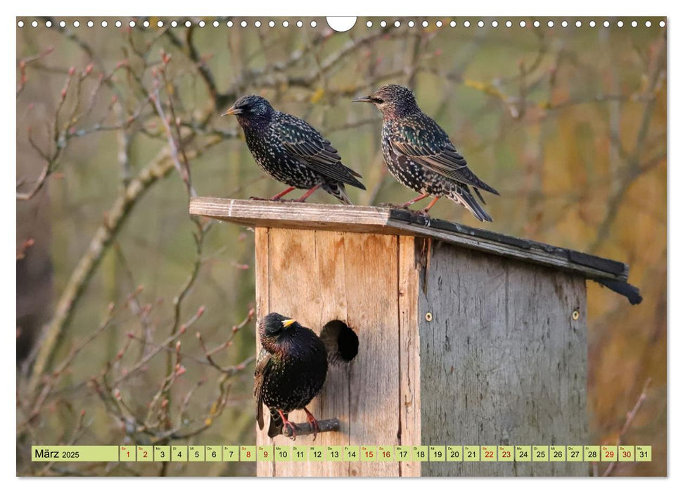 Heimische Vögel - Im Wald, im Garten und auf der Wiese (CALVENDO Wandkalender 2025)