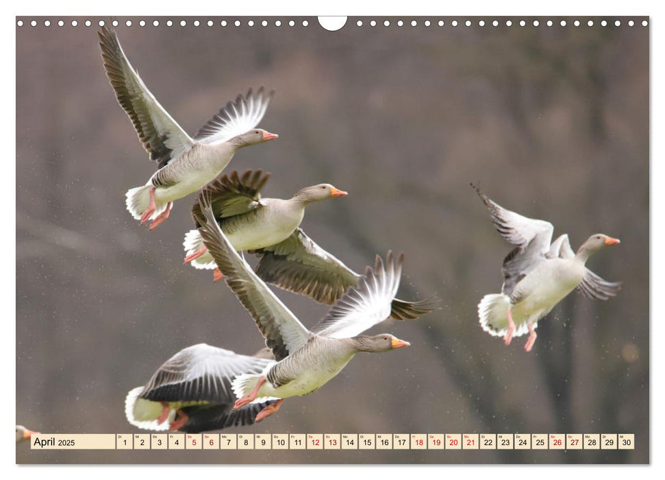 Heimische Vögel - Im Wald, im Garten und auf der Wiese (CALVENDO Wandkalender 2025)