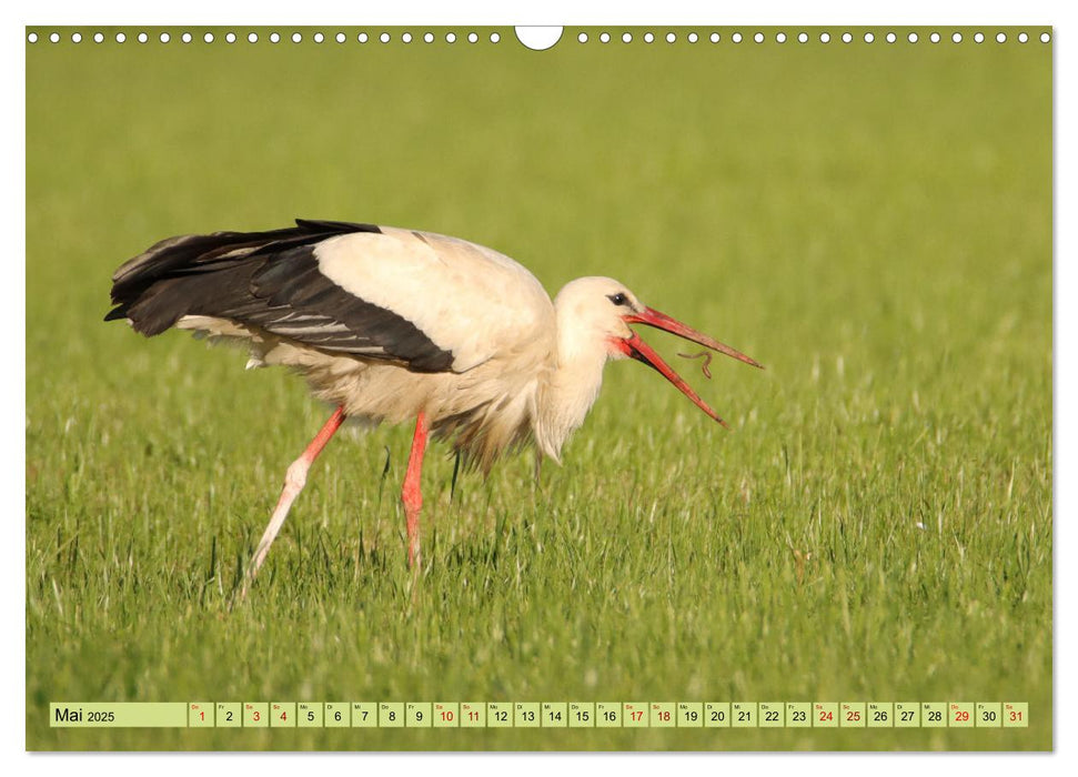 Heimische Vögel - Im Wald, im Garten und auf der Wiese (CALVENDO Wandkalender 2025)