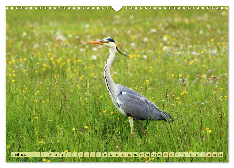 Heimische Vögel - Im Wald, im Garten und auf der Wiese (CALVENDO Wandkalender 2025)