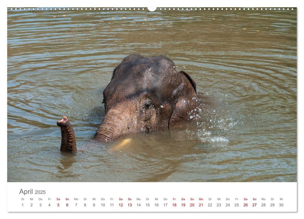 Elefanten - Baden, Planschen, Rüsseln (CALVENDO Wandkalender 2025)