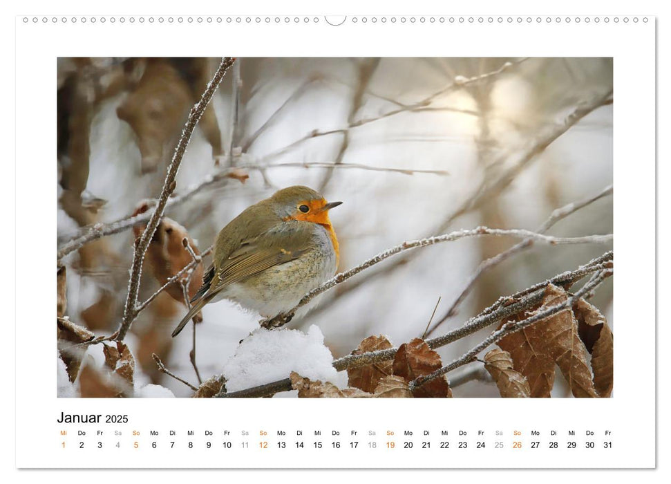 Zauberhafte Rotkehlchen (CALVENDO Wandkalender 2025)